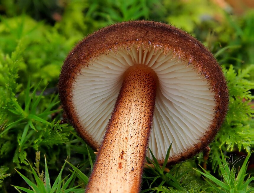 Hymenofor podobný tomu, který vidíme na číselníku. Zdroj: www.ohoubach.cz