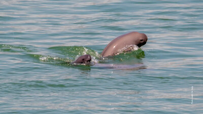 Oris Aquis Date Automatic 01 733 7789 4197-Set Yangtze Jiangtun Limited Edition 1249pcs